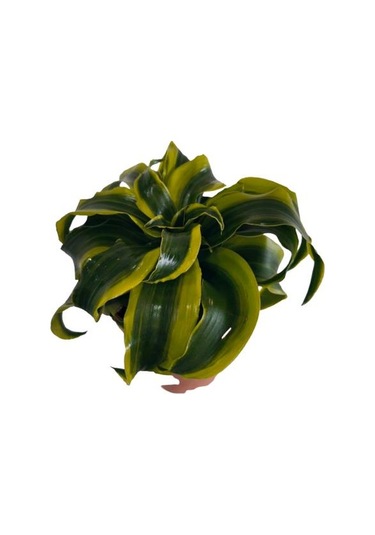 Dracaena Tornado 12 Lik Saksıda