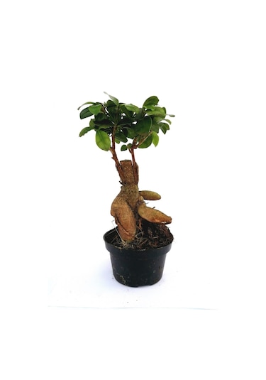 Ficus Ginseng Bonsai 20-30 Cm