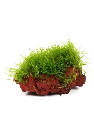 Moss Taşa Tutturulmuş Moss -willow Moss Fontinalis Antipyretica