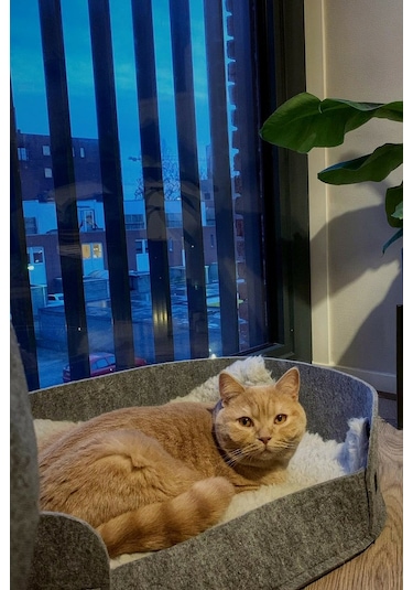 Bundera Zeus Kedi Yatağı 33 x 50 CM