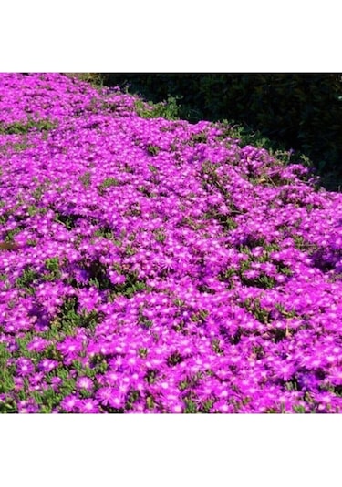 Acem Halısı Çiçeği Tohumu 100 Tohum