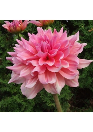 2 Adet Soft Pudra Renkli Dahlia Çiçeği Soğanı