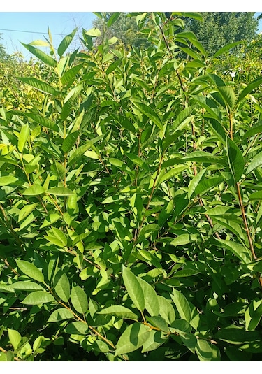 Yeşil Deniz Fidancılık Tüplü Kütahya Vişne Fidanı 100-150 Cm