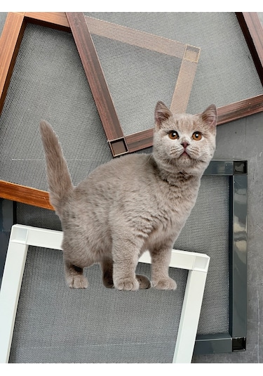 Yırtılmaz Kedi Telli Pet Tül Menteşeli Sineklik Takımı Kapı