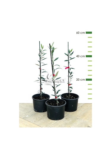 Arbequina Bodur Zeytin Fidanı
