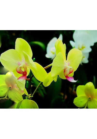 100 Adet Orkide Tohumu + 10 Adet Hollanda Gülü Tohumu N117041