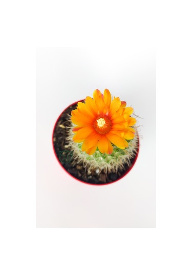 Parodia Chrysacanthion Altın Toz Puf Nadir Kaktüs Özel Tür Nadide