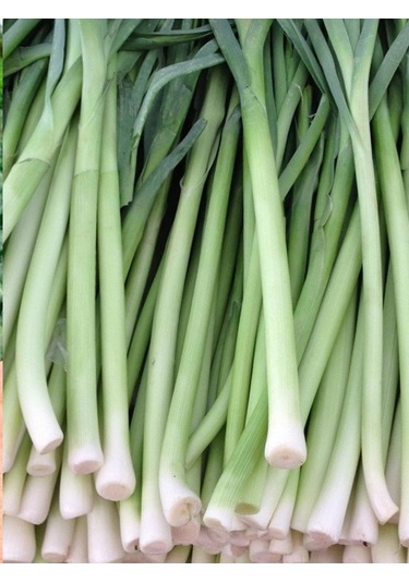 +100 Adet İnegöl Pırasa Tohumu