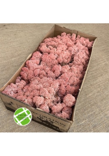 Trend Bahçe Reindeer Moss Roze Color Şoklanmış Norveç Yosunu 500 G