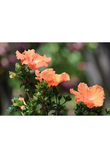 20 Adet Orange Hibiscus Mutabilis Tohumu