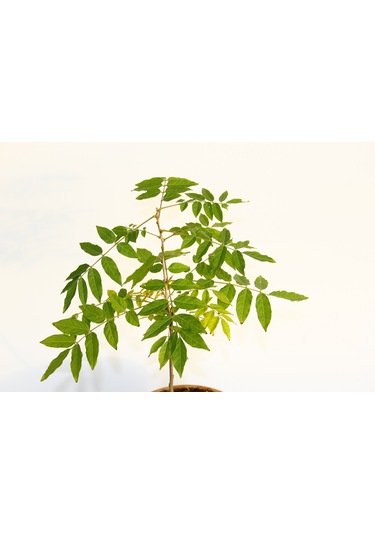 Bonsai Mor Salkım Fidanı
