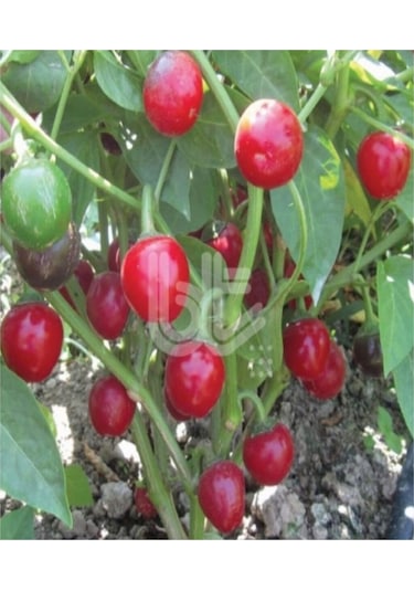 Tatlı Top Burkita Biber Tohumu 10 Tohum