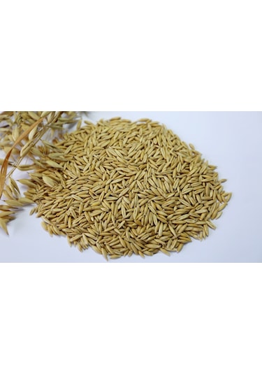 Yulaf Tohumu Kuş Yemi 500 Gram