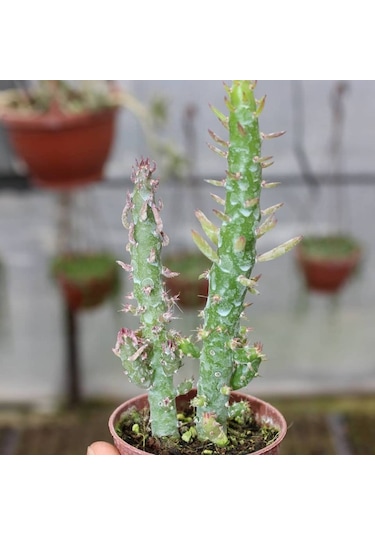 Meksika Kaktüs 5.5 Cm Saksıda