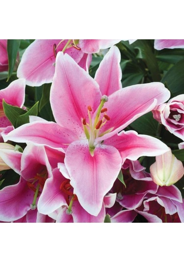 Toz Pembe Çilli Zambak Soğanı 2 Adet