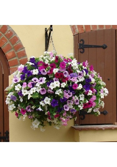 Potunia Plus Serisi Mixed Petunya Fidesi 5 Adet