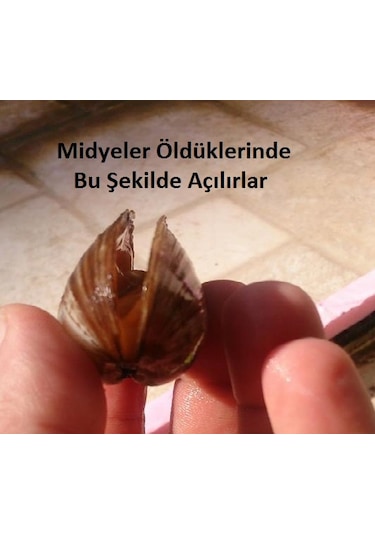 Tatlı Su Midyesi 10 Adet 4-9 cm