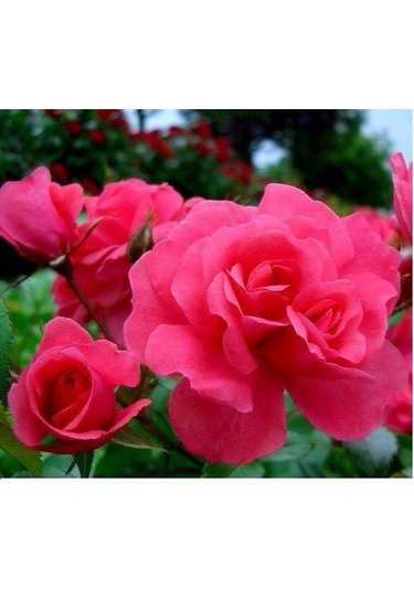 Tüplü Pembe Bad Birnbach Aşılı Yediveren Gül Fidanı