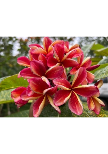 Karışık Renklerde 5 Adet Plumeria Tohumu