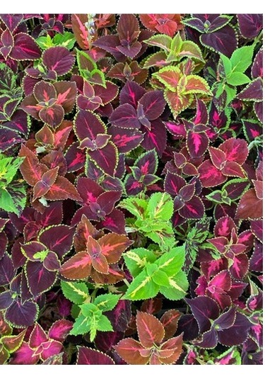 Saksılı Kolyos Çiçeği Özel Renk 10-20 Cm