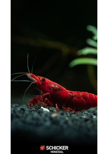 Ahs 20 Kg 1-2mm Hagen Siyah Bitki Kumu Akvaryum Kumu 20 Kg