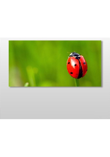 Uğur Böceği Kanvas Tablo