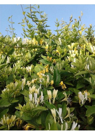 Hanımeli Fidanı 35 45 Cm