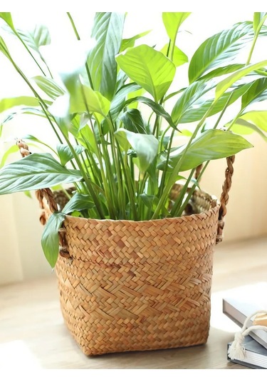 Home Set Ev Bitkileri İçin Saksı 284255663