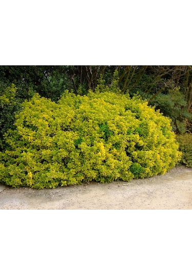 Fidaan Peyzaj - Gold Taflan (2 Yaş / 3'lü Dikim/ Euonymus japonic