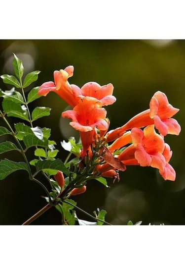 10 Adet Tohum Nadir Bulunan Pembe Acem Borusu Ağaç Sarmaşık Tohum Saksı Topraklı