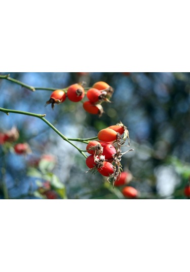 Kuşburnu Tohumu Tohumu Ekim Seti 5 Tohum + Saksı + Toprak