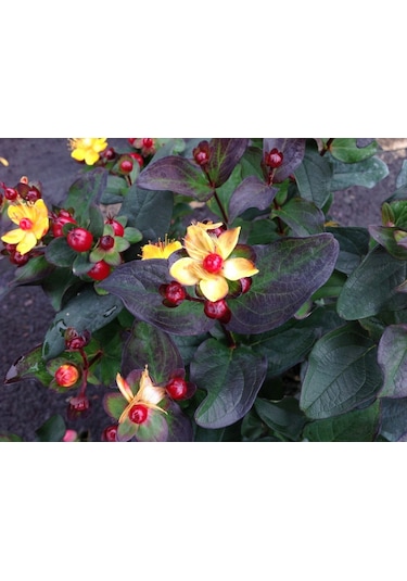 Siyah Kantaron Çalısı - Hypericum Inodorum Magical Black