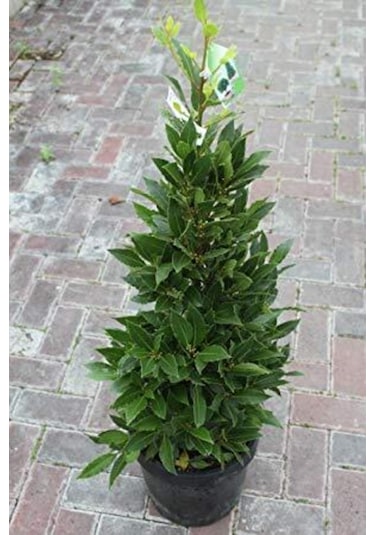 Bonsai Defne Ağacı Tohum Tropikal Ağaç Tohumları 2 Adet Tohum