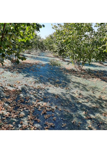 2x20 Metre Fındık Sergisi Fındık Toplama Filesi Fındık Kurutma Örtüsü 40'lık Gölgelik Fındık Altı File Hasat Taban Örtüsü