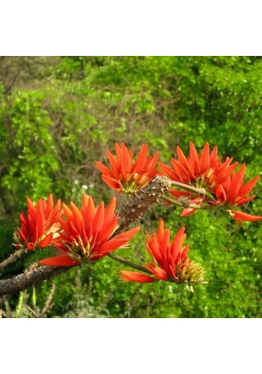 Özel Çeşit Erythrina Caffra Mercan Ağacı Tohumu 3 Adet