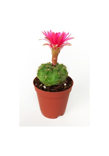 Gymnocalycium Baldianum Göz Alıcı Pembe Çiçekli  Özel Tür Kaktüs