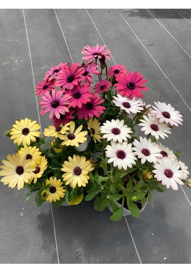 3'lü Bodrum Papatyası Canlı Bahçe Balkon Çiçekleri Saksılı 15-30cm