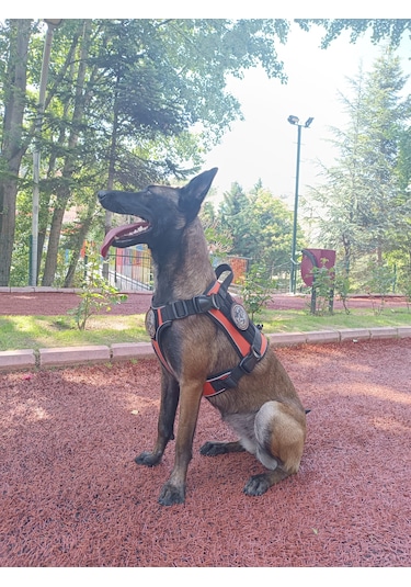 Tactical Göğüs Tasması Taktik Tasma Turuncu