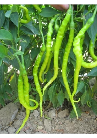 Burkalem Biber Tohumu Tatlı Burkalem Biber Tohumu Ekim Seti 25 Adet Tohum + Saksı+toprak