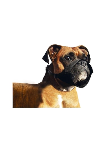 Karlıe Köpek Ağızlığı Özel