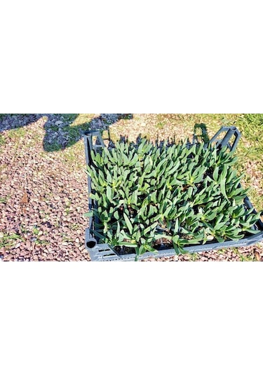 Mezar - Kabir Çiçekli Bitki Seti - 90 Adet Kaz Ayağı + 20 Kg Dolo