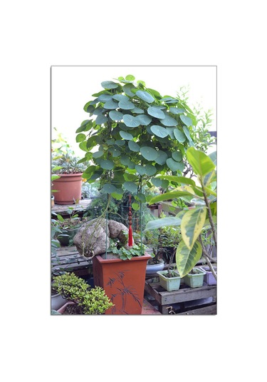 Neevoyu Boy Ayarı Yapılabilir 60cm Boyunda 28cm Çapında Bitki Tırmanma Sepeti - Bahçe Malzemesi 1 Adet