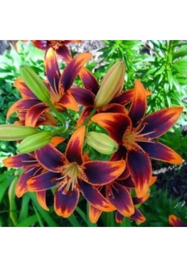 2 Adet Mor Göbek Lilyum Zambak Çiçek Soğanı