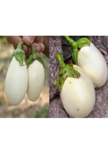 100 Adet Tohum Nadir Bulunan Beyaz Dolmalık Patlıcan Saksı Topra