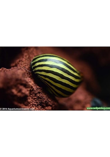 Nerite Salyangoz Zebra 1 Adet iri Boy