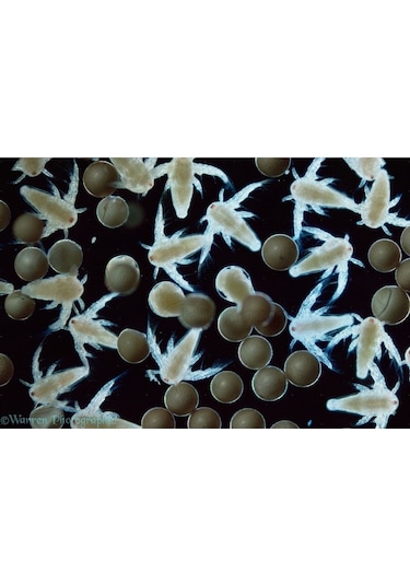 Artemia Zenginleitirici 50 G