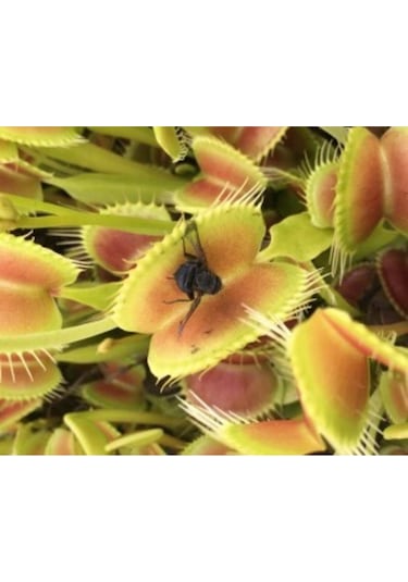 Ithal Etçil Bitki Tohumu Ekim Seti