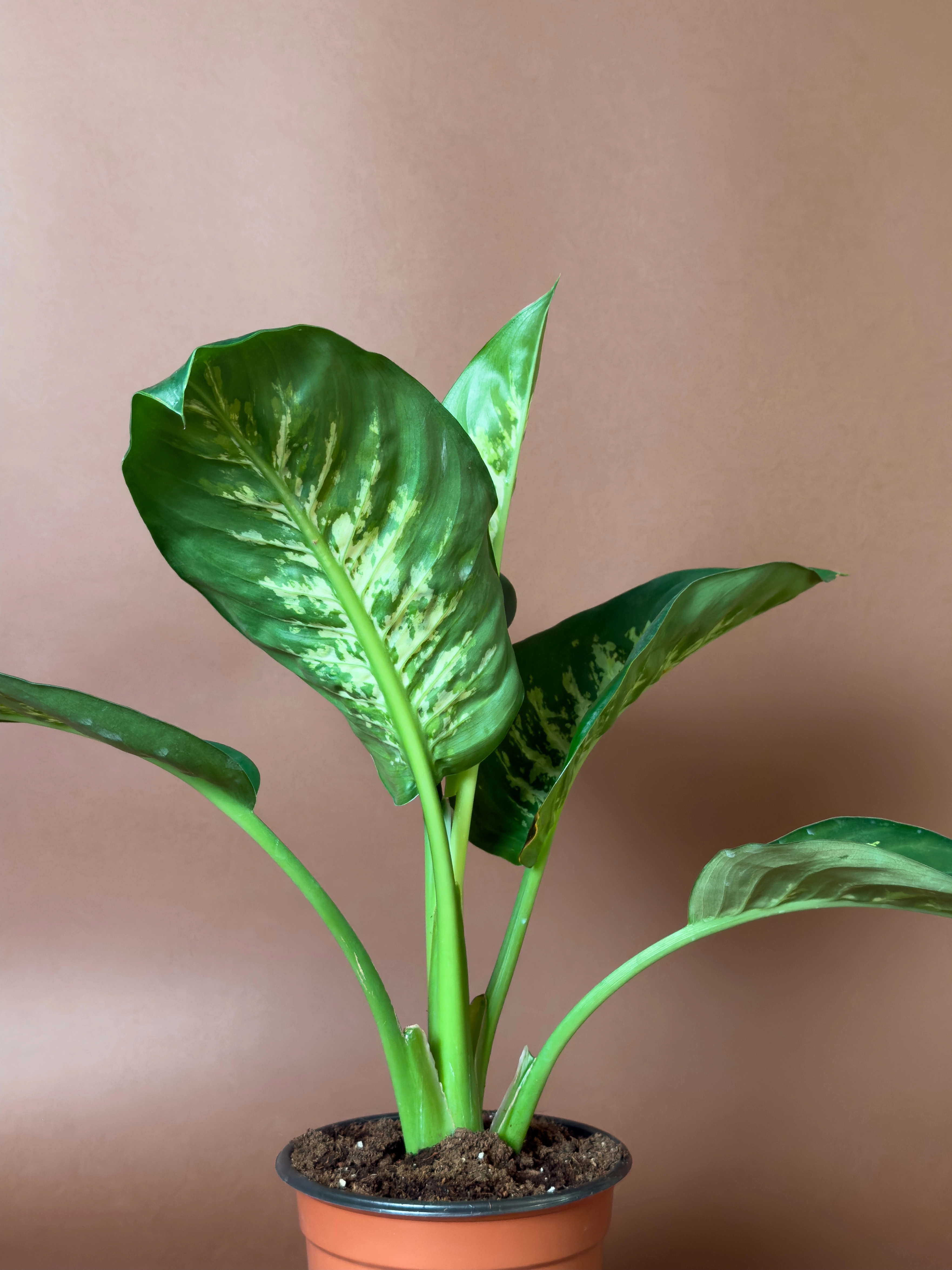 Difenbahya Dieffenbachia 36 Cm Mini Kompakt Form