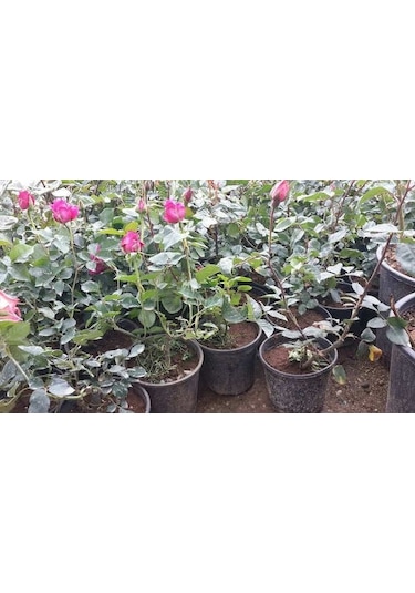 Pembe Gül Fidanı 10 Adet - Yediveren Saksılı Gül