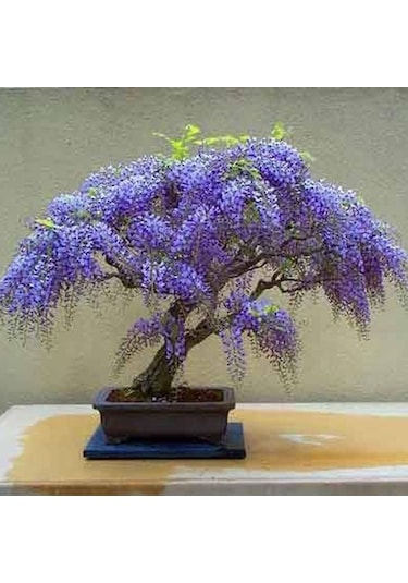 Bodur Bonsai Jakaranda Ağacı Tohumu 5 Tohum+ Tohum